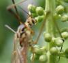 Nephrotoma flavescens